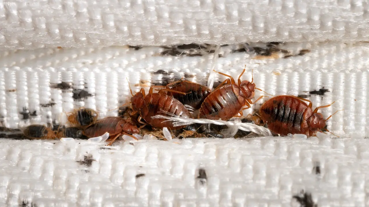 Group of bedbugs on the matress cloth macro. Disgusting blood-sucking insects. Adult insects, larvae and eggs. Traces of vital activity of the insects.