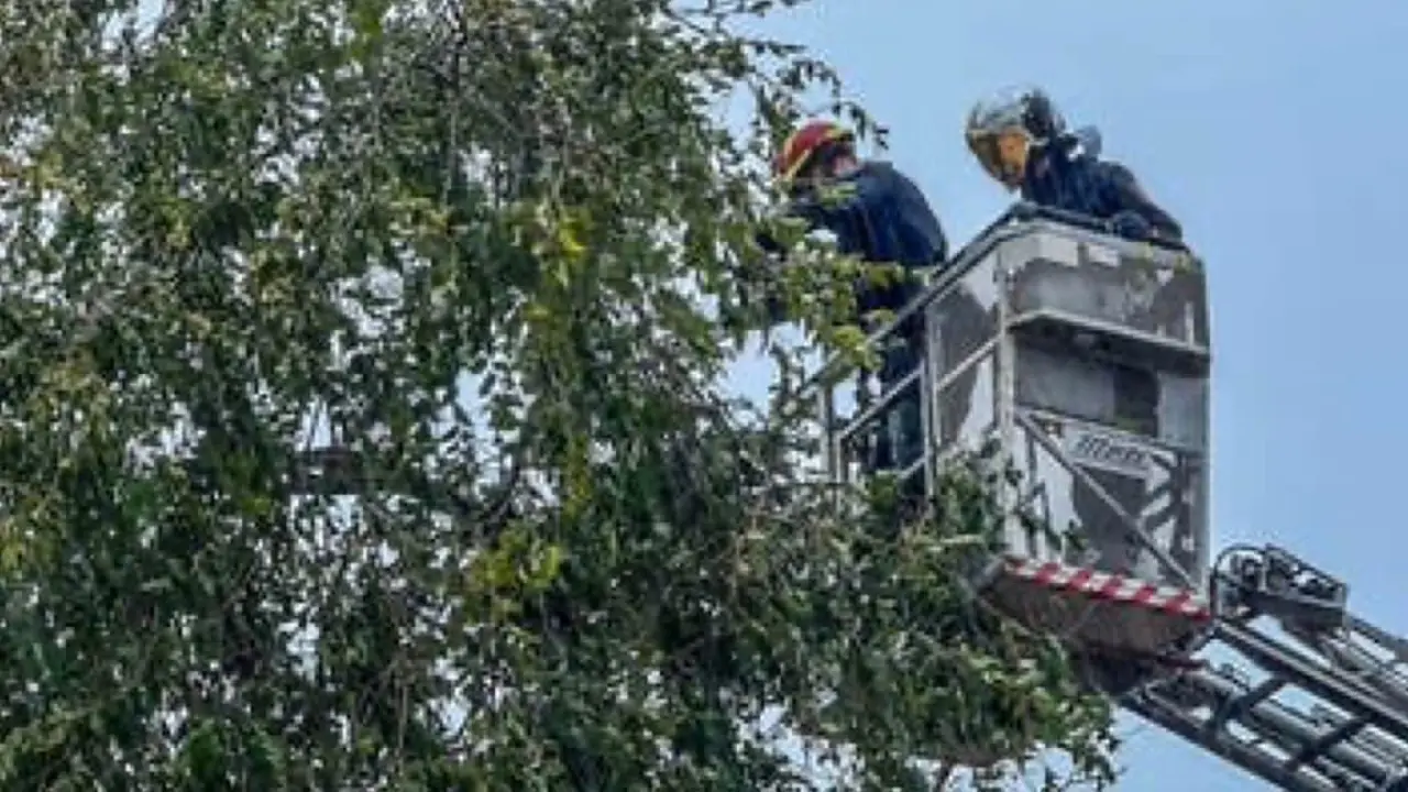 Bomberos actuando por el viento. ARCHIVO