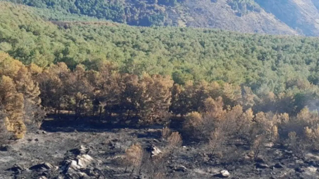 El incendio en Pe&ntilde;alba de la Sierra ha afectado a 3.000 hect&aacute;reas. Actualmente est&aacute; controlado.
