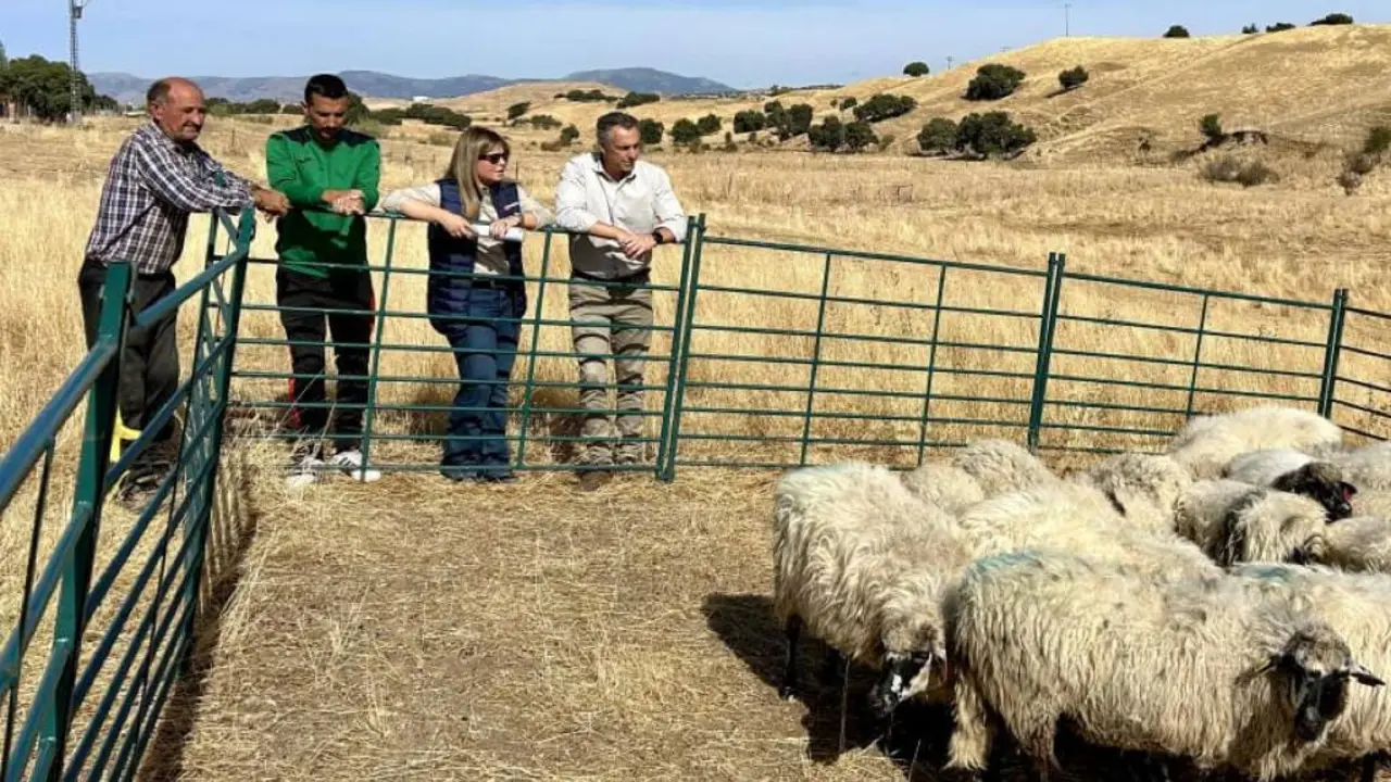 La Comunidad de Madrid entrega 21 ovejas a un ganadero afectado por un incendio.