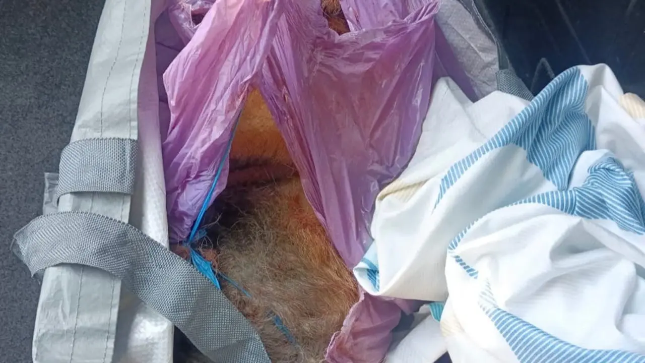 Investigaci&oacute;n sobre el maltrato a un perro en Horche, Guadalajara.