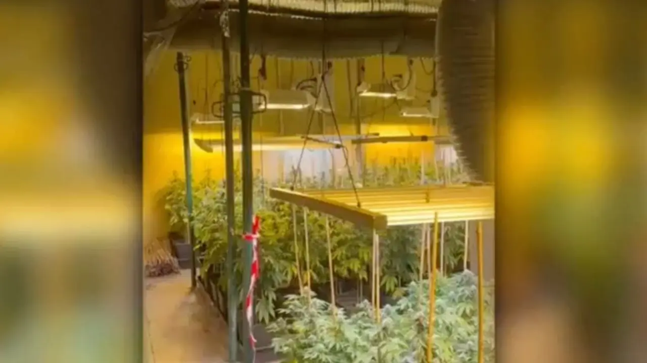 La Guardia Civil desmantela un cultivo de marihuana en Ajalvir.