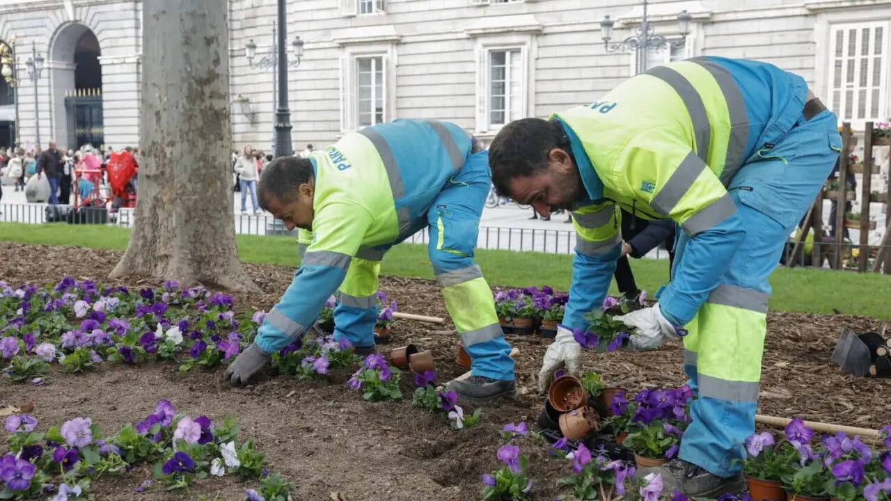 Operarios municipales trabajan en la plantaci&oacute;n de flores de temporada en Madrid.