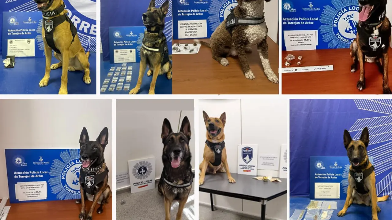 La Unidad Canina de Torrej&oacute;n ha realizado importantes incautaciones de drogas. Los perros est&aacute;n entrenados para detectar sustancias ilegales.