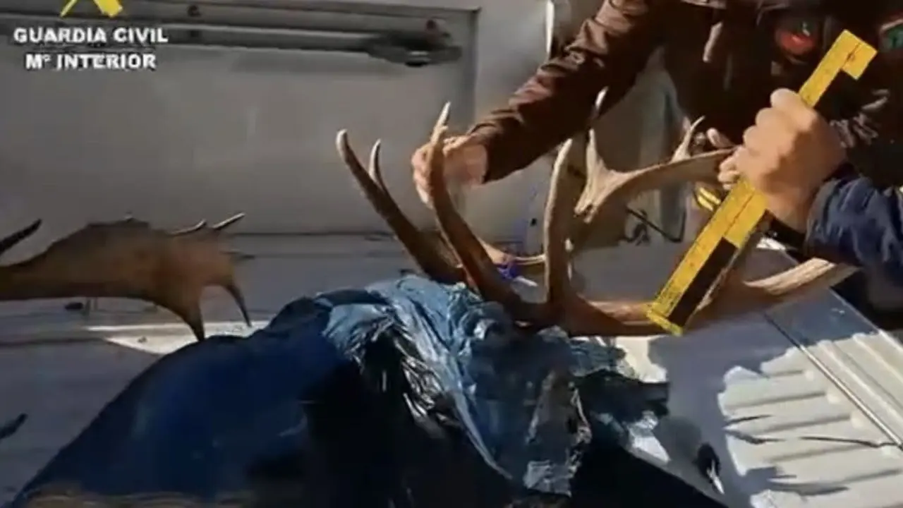 La Guardia Civil detiene a un individuo por caza furtiva en El Pardo. Se encontraron cabezas de ciervo y gamo.