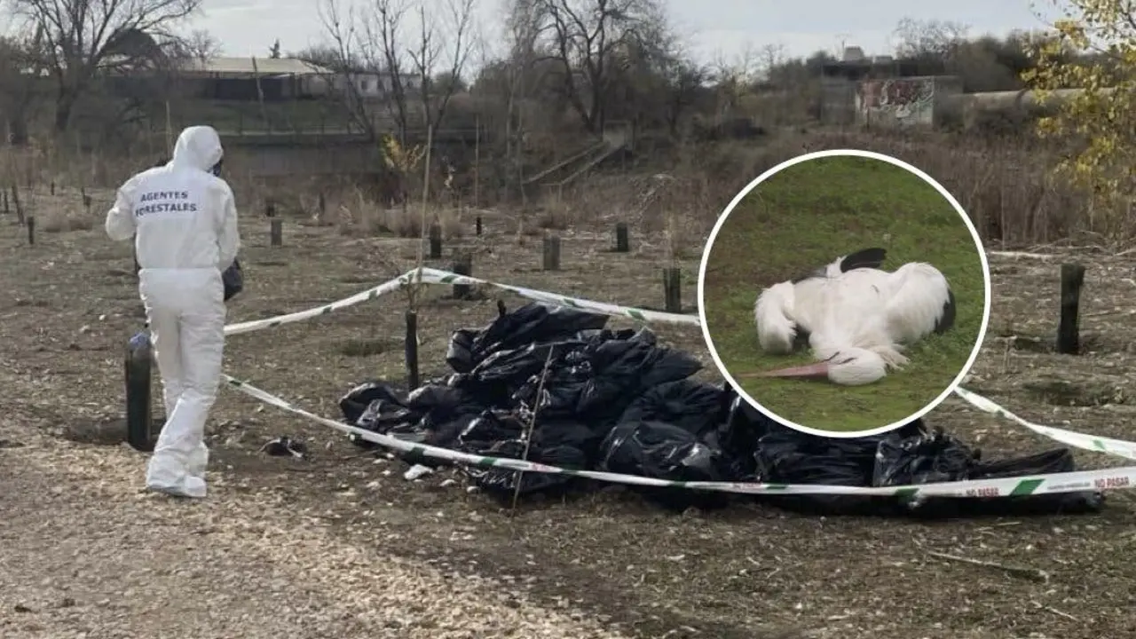 Agentes forestales trabajan en el Parque Regional del Sureste tras un brote de gripe aviar. La situaci&oacute;n ha generado preocupaci&oacute;n entre ecologistas.