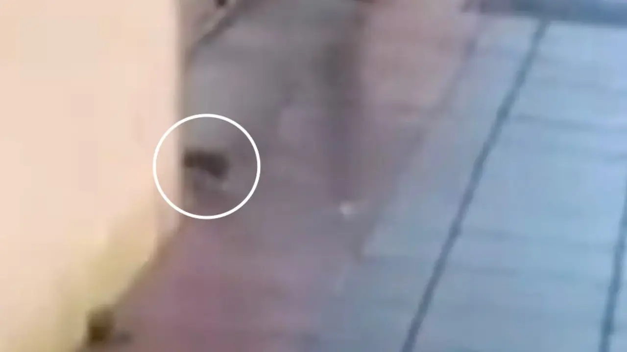 Una rata fue grabada entrando al patio del colegio Maestra Pl&aacute;cida durante clases.