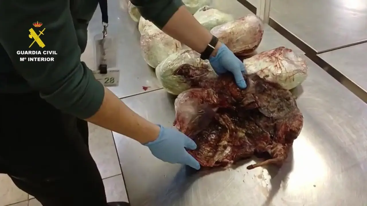 Ejemplares de pangol&iacute;n incautados en el Aeropuerto Adolfo Su&aacute;rez Madrid-Barajas durante la inspecci&oacute;n del equipaje. GUARDIA CIVIL