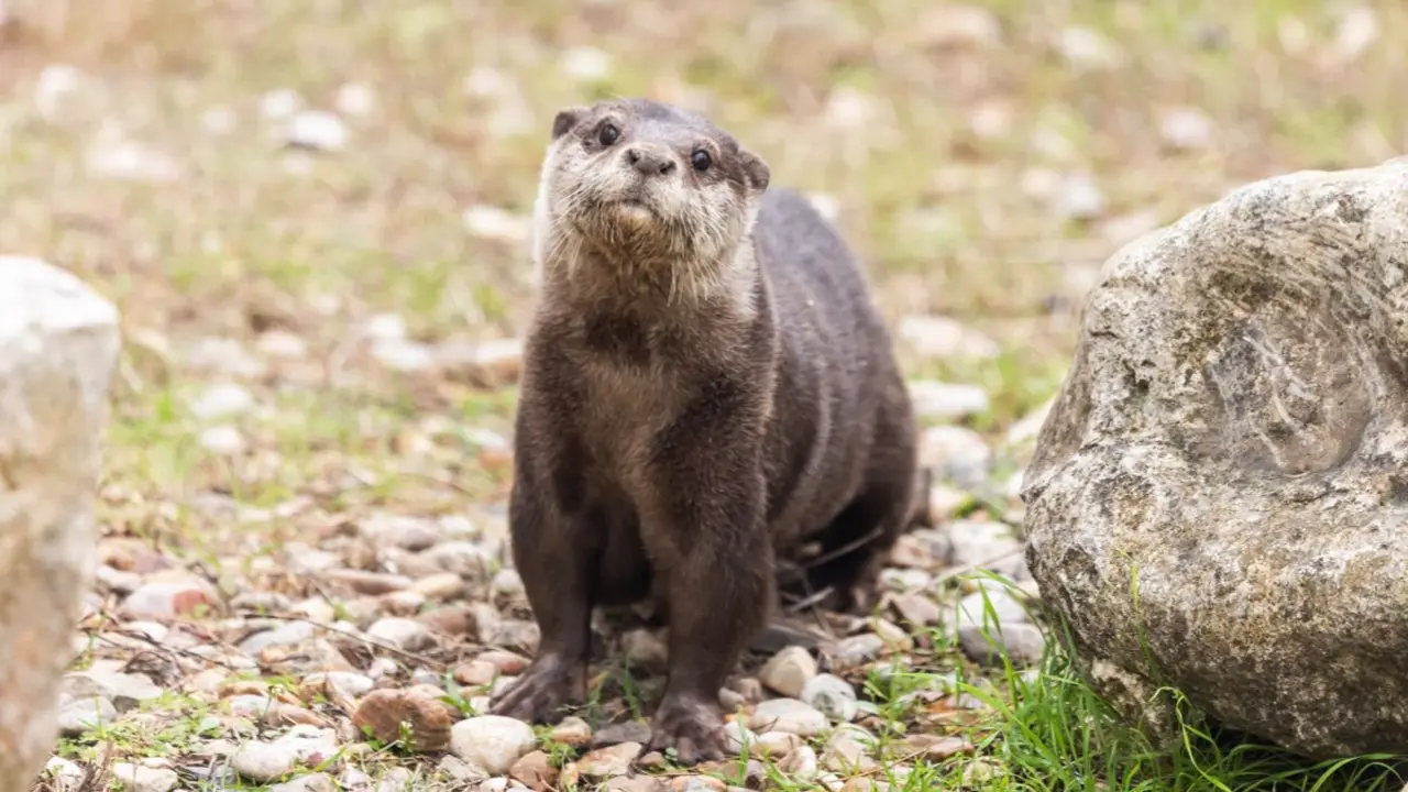 La nueva nutria euroasi&aacute;tica del Zoo de Guadalajara. AYUNTAMIENTO DE GUADALAJARA