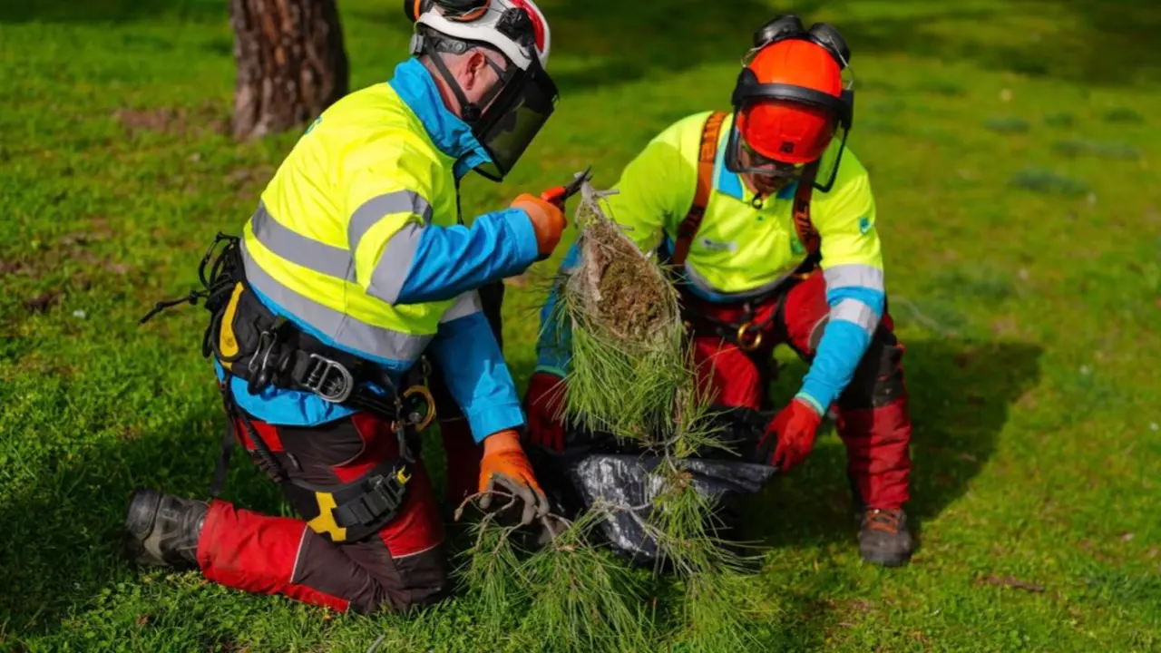 Operarios municipales retiran un nido de oruga procesionaria en un parque de Madrid. AYUNTAMIENTO DE MADRID