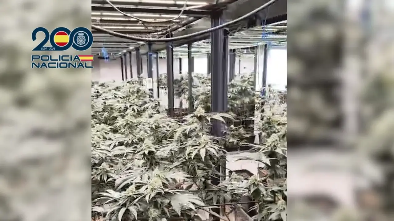 Plantaci&oacute;n de marihuana desmantelada por la Polic&iacute;a Nacional en Colmenar Viejo. POLIC&Iacute;A NACIONAL