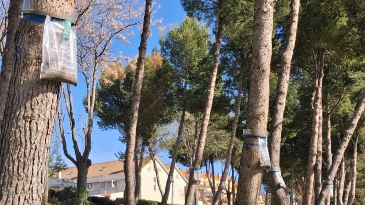 Trampas contra la procesionaria del pino instaladas en los pinares de Velilla. AYUNTAMIENTO DE VELILLA DE SAN ANTONIO