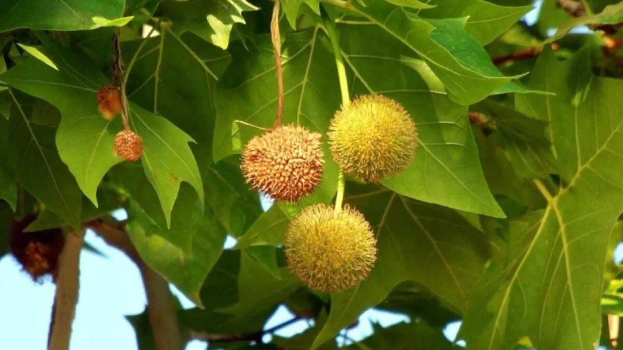 Detalle del pl&aacute;tano de paseo, especie responsable de los altos niveles de polen. AYUNTAMIENTO DE COSLADA
