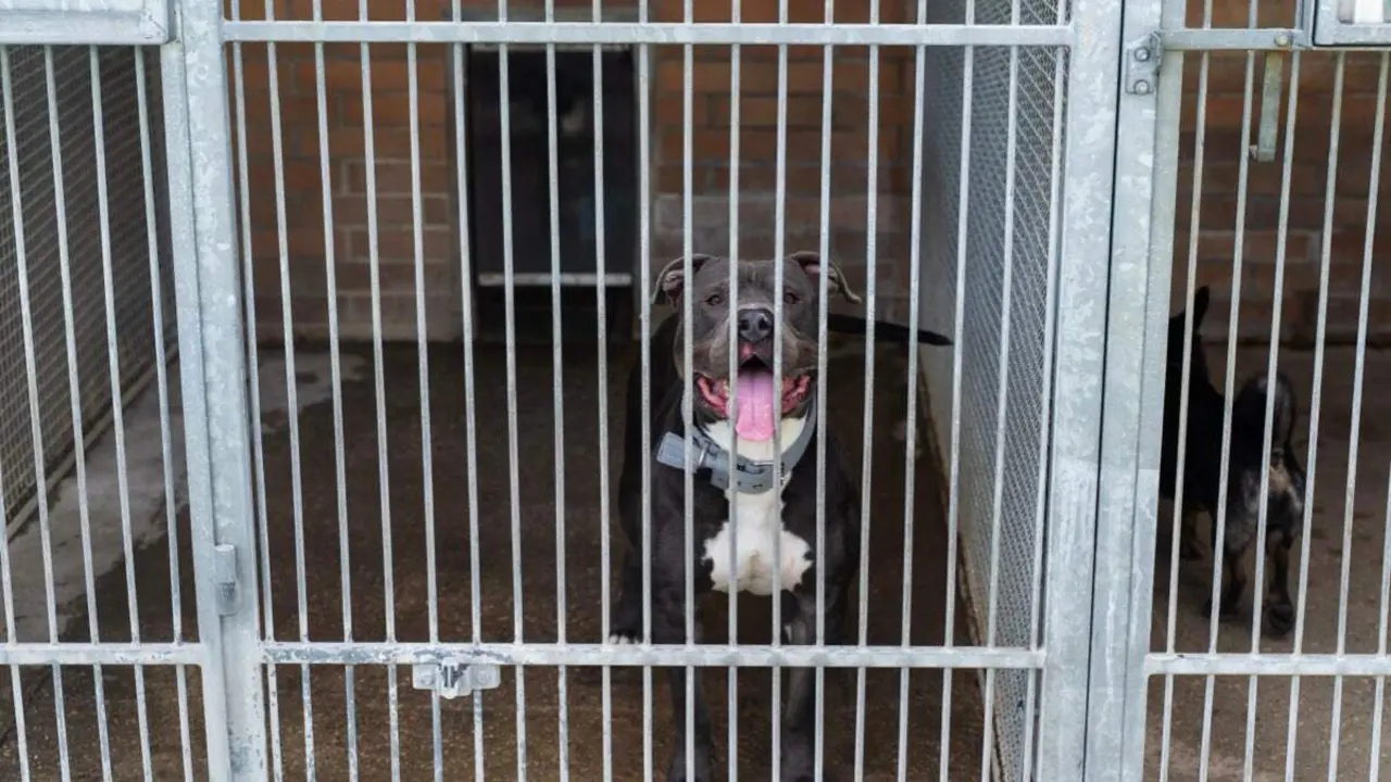 Perro en un centro de protecci&oacute;n animal. SHUTTERSTOCK