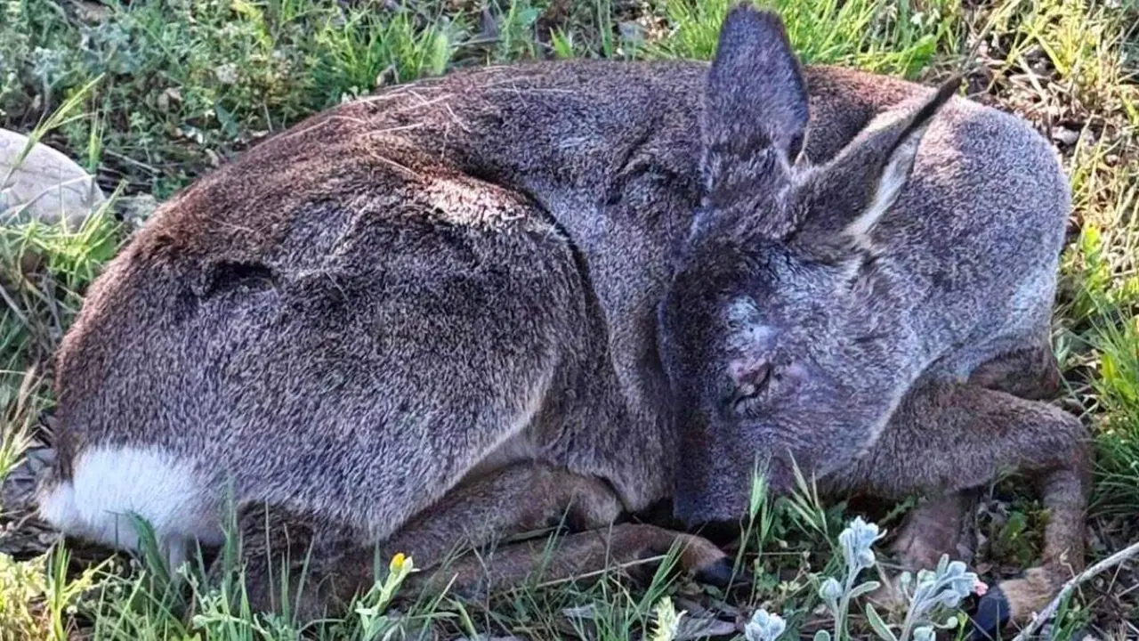 Corzo herido localizado en el entorno de la M-300 antes de su rescate. AYUNTAMIENTO DE ALCAL&Aacute; DE HENARES