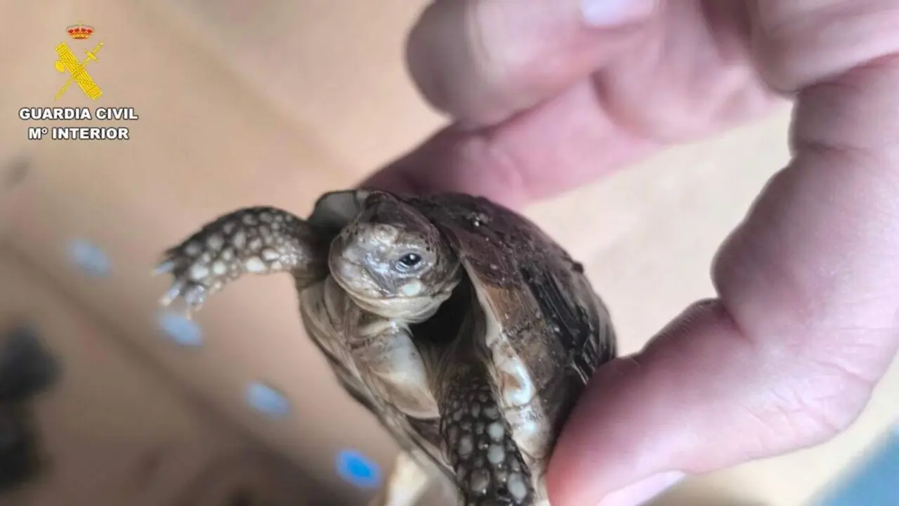 Agentes de la Guardia Civil del Servicio de Protecci&oacute;n a la Naturaleza (SEPRONA) han llevado a cabo la investigaci&oacute;n de un vecino de Paracuellos de Jarama por tener m&aacute;s de 40 especies de p&aacute;jaros y 11 tortugas en una nave.

Ante la falta de documentaci&oacute;n de los espec&iacute;menes, las condiciones en las que se encontraban y las sospechas de que se tratara de&nbsp;especies protegidas,&nbsp;se llev&oacute; a cabo la aprehensi&oacute;n de 7 jilgueros y 11 tortugas.

El informe determin&oacute; que los ejemplares intervenidos pertenecen a especies protegidas, estando los quelonios incluidos en el Convenio sobre el Comercio Internacional de Especies Amenazadas de Fauna y Flora Silvestre (CITES).

Por otro lado, el jilguero est&aacute; considerado especie silvestre protegida,&nbsp;por lo que se proh&iacute;be su captura, muerte, comercio y tenencia de ejemplares silvestres.