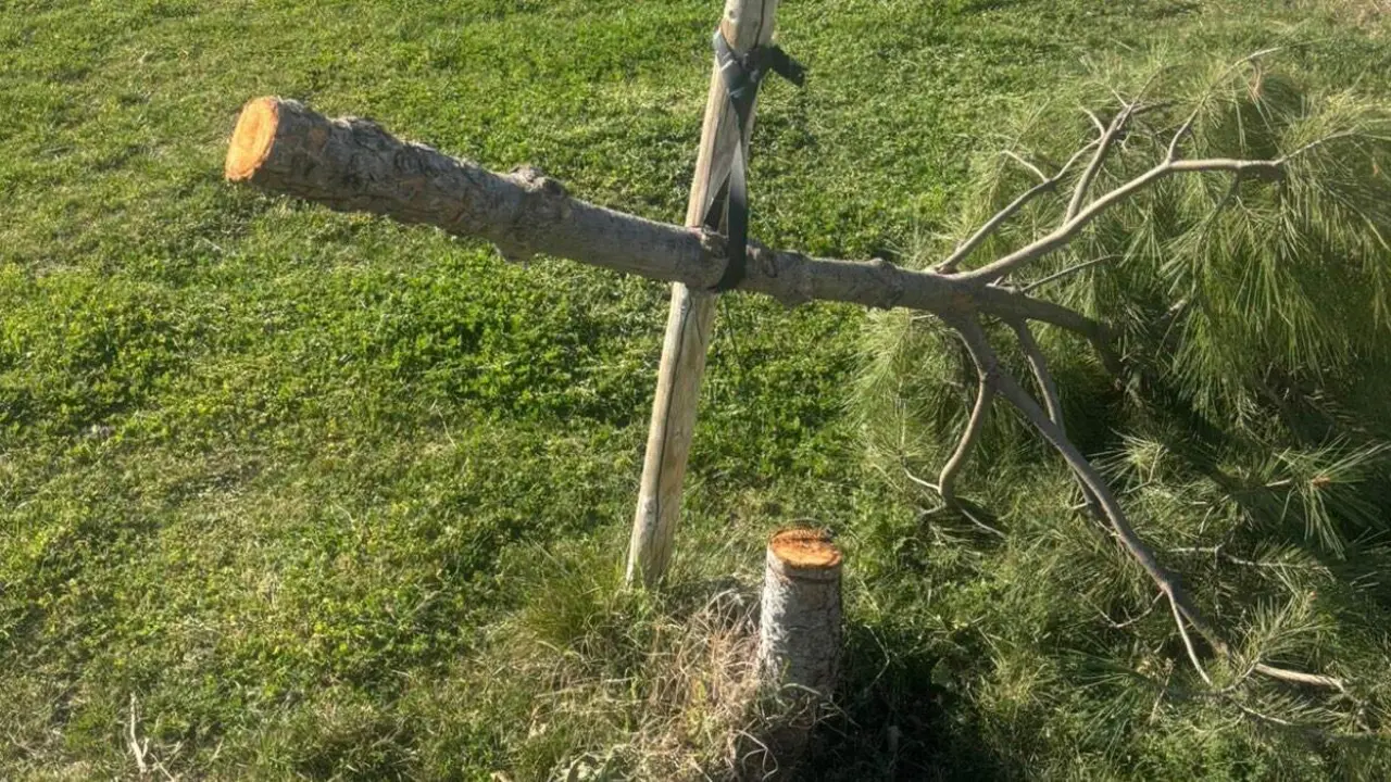 Pino talado en la zona verde afectada. AYUNTAMIENTO DE AZUQUECA DE HENARES