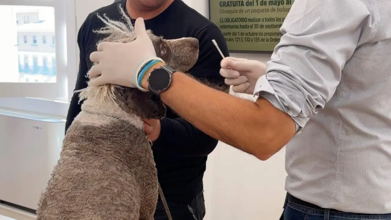Demostraci&oacute;n de c&oacute;mo son los test de registro del ADN canino presentados hoy en Torrej&oacute;n. MiraCorredor