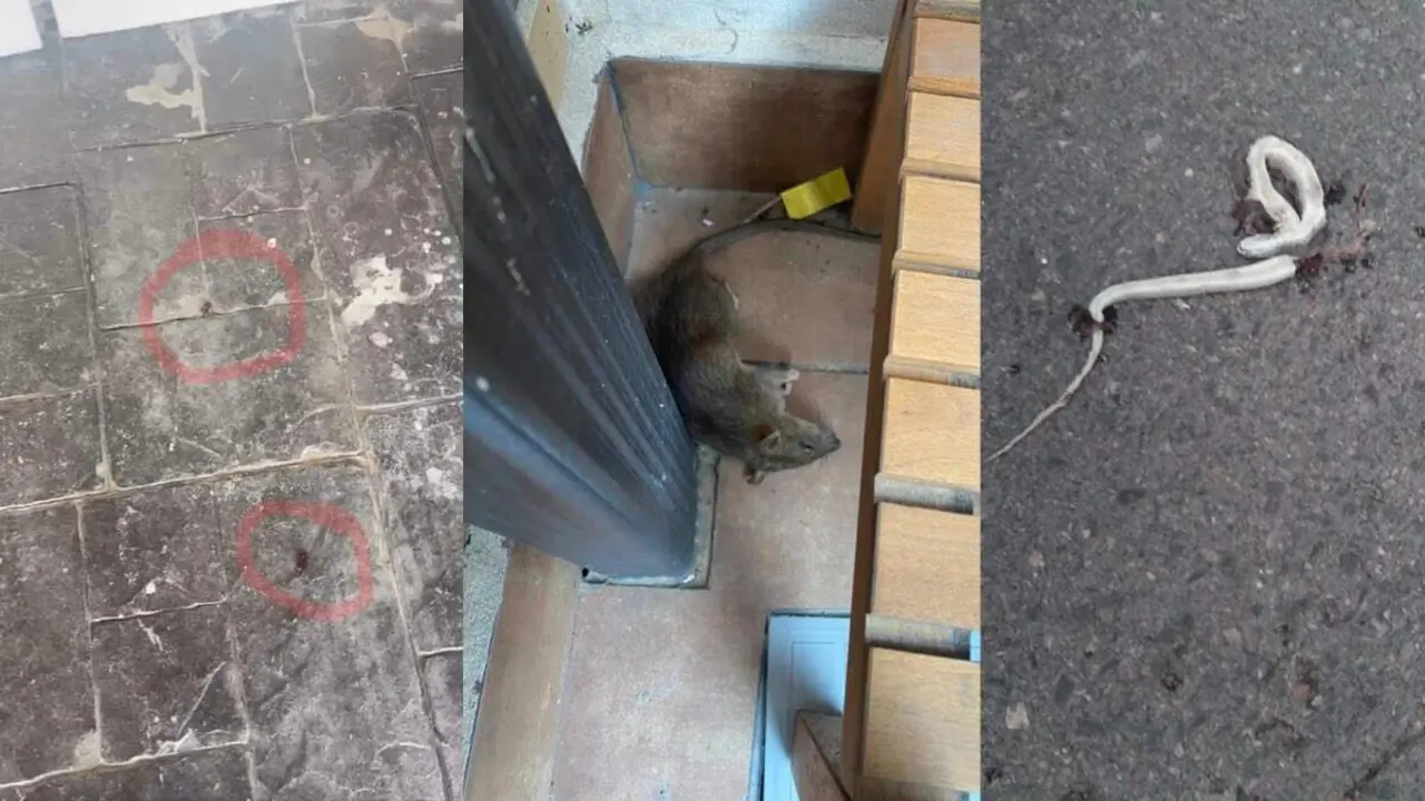 Cucarachas, una rata y una culebra en im&aacute;genes captadas por vecinos de la zona. VOX
