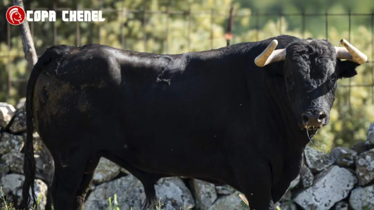 Uno de los toros rese&ntilde;ados para el festejo de la Copa Chenel que se celebrar&aacute; este s&aacute;bado en Daganzo de Arriba. COPA CHENEL