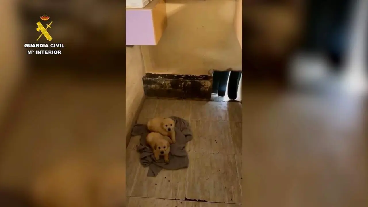 Cachorros intervenidos por la Guardia Civil durante la operaci&oacute;n &laquo;Bibiache&raquo;. GUARDIA CIVIL
