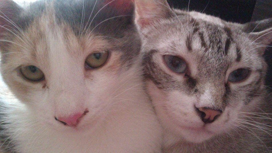 mascota-verano-Propuestas-vacaciones-abandono_TINIMA20130527_0225_3