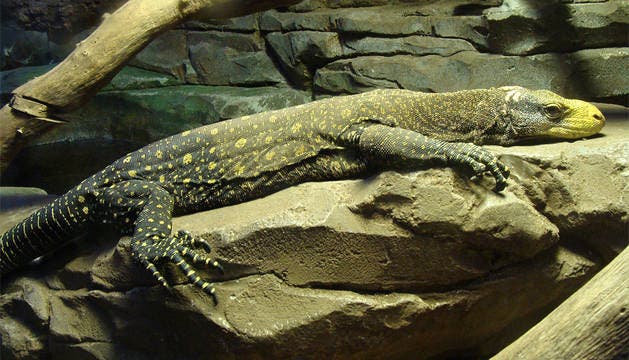 Uno de los varanos cocodrilos del Zoo de Madrid.