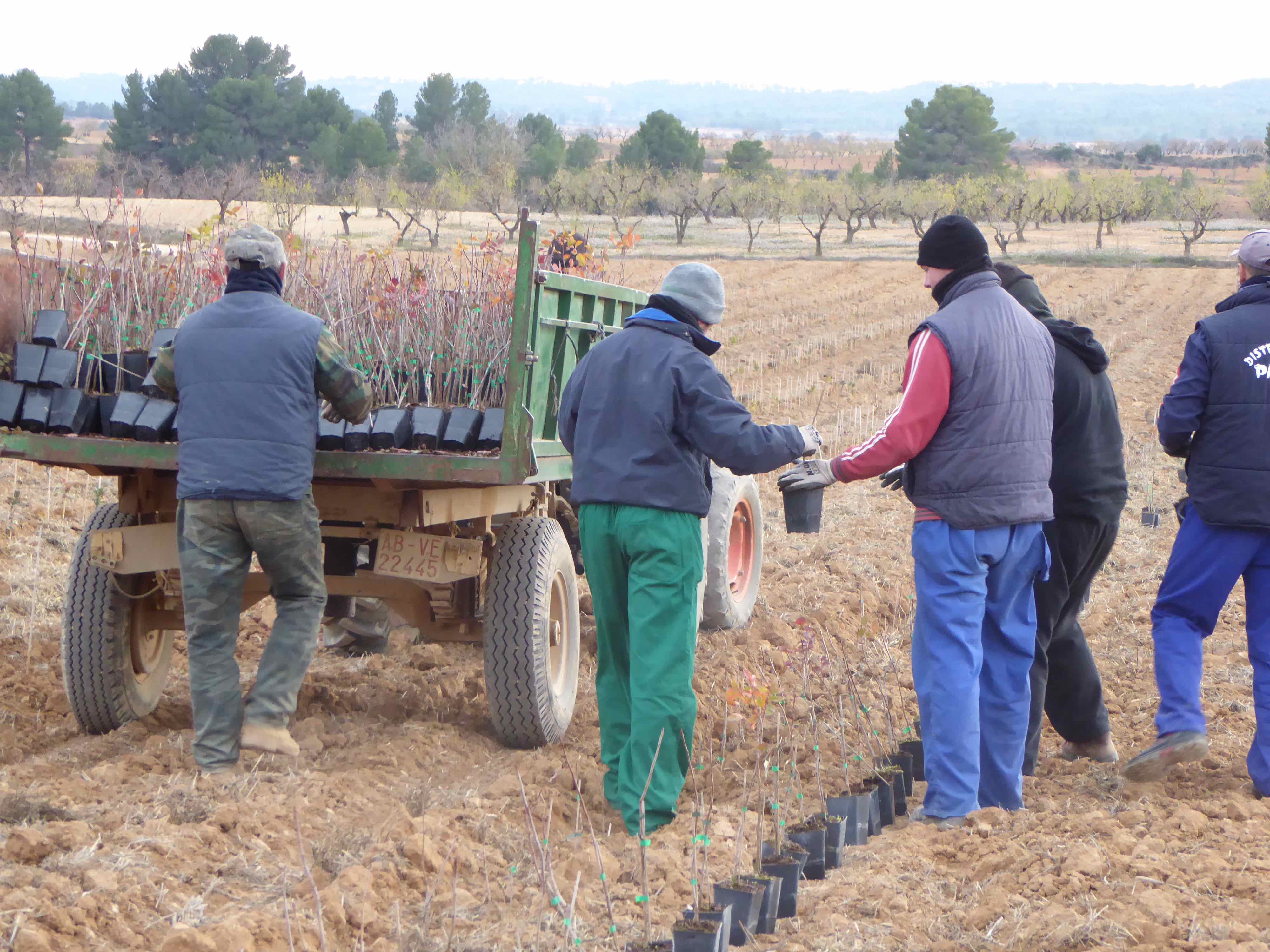 Plantanción de pistachos en la región (Comunidad de Madrid).