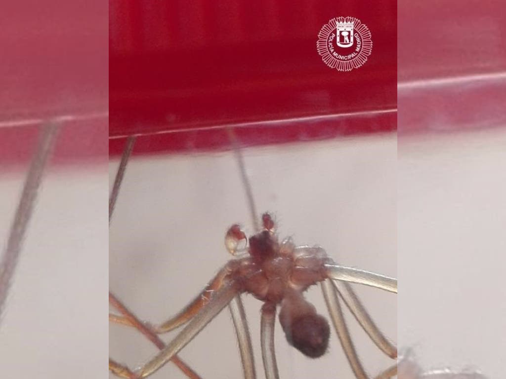 Imagen del ejemplar capturado (Policía Municipal de Madrid).