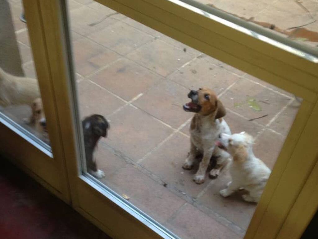 Los animales rescatados (Ayto. Cabanillas).