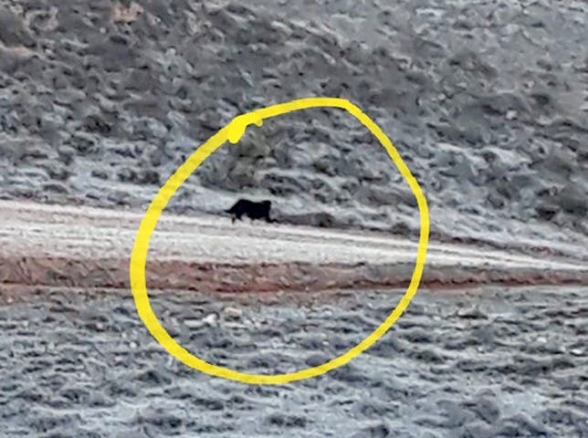 Imágenes del animal confundido con una pantera (Hacemos Guadalajara).