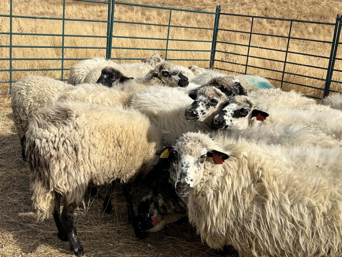 Grupo de ovejas colmenareñas en un cercado tras un incendio.