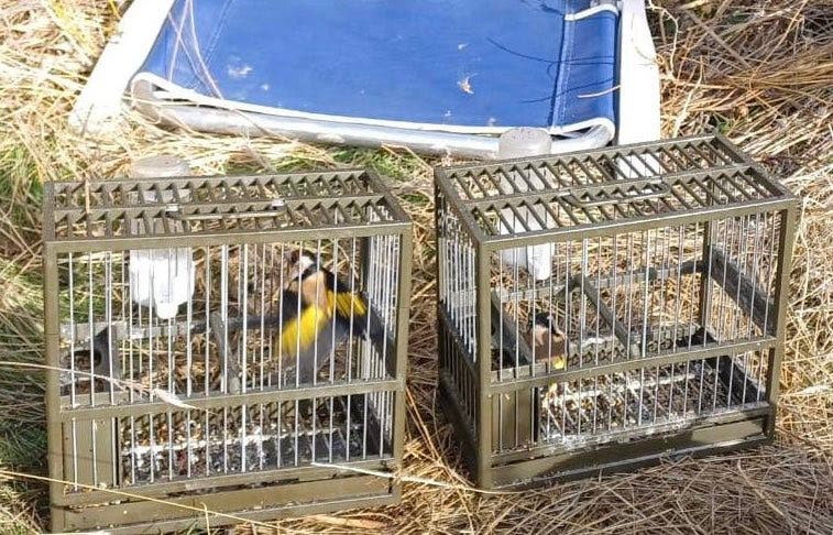Cajas con jilgueros atrapados en Alalpardo