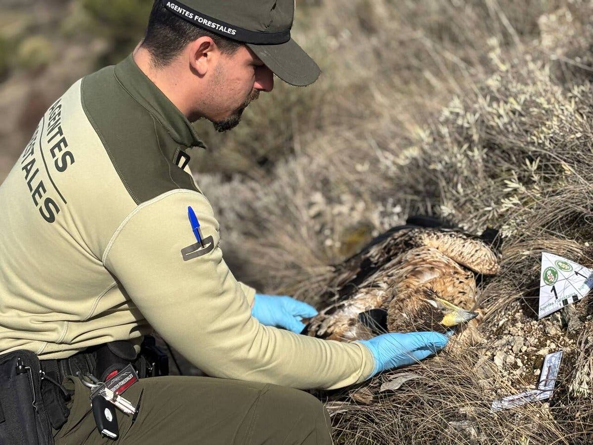 Agente forestal inspecciona un águila imperial electrocutada en el suelo.