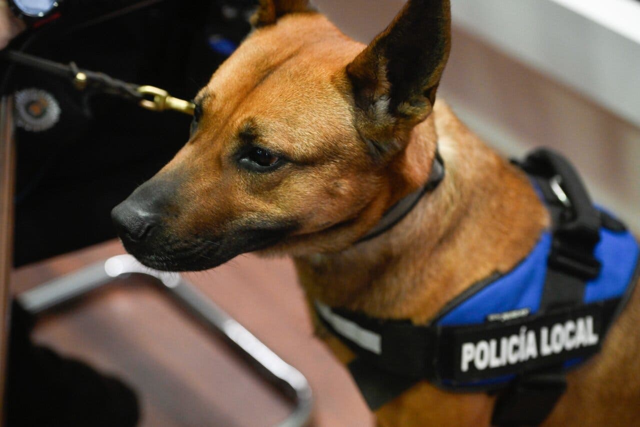 Perro de la Unidad Canina de la Policía Local de Alcalá de Henares