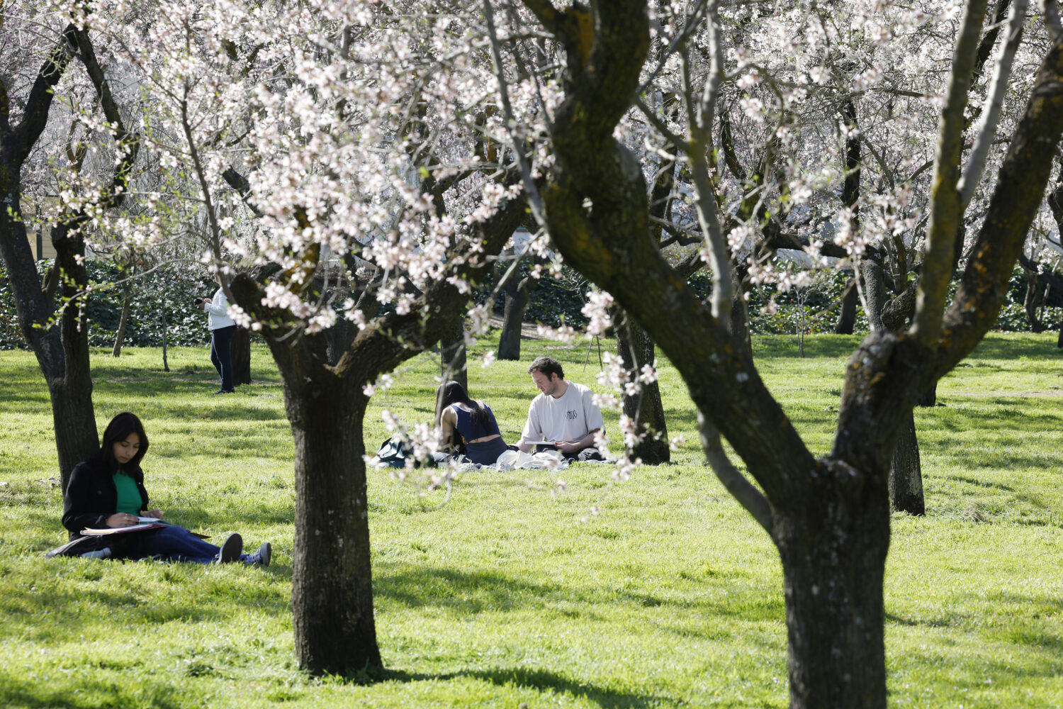 Personas disfrutan del almendral en flor de la Quinta de los Molinos. AYUNTAMIENTO DE MADRID