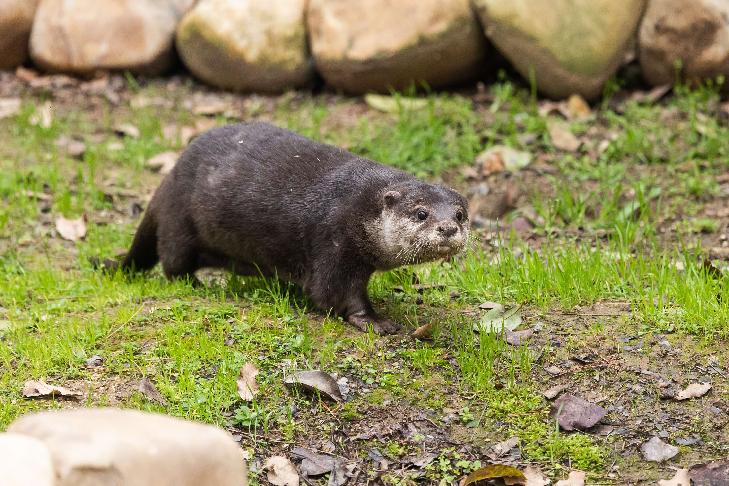 La nueva nutria euroasiática recorre su recinto en el Zoo de Guadalajara. AYUNTAMIENTO DE GUADALAJARA