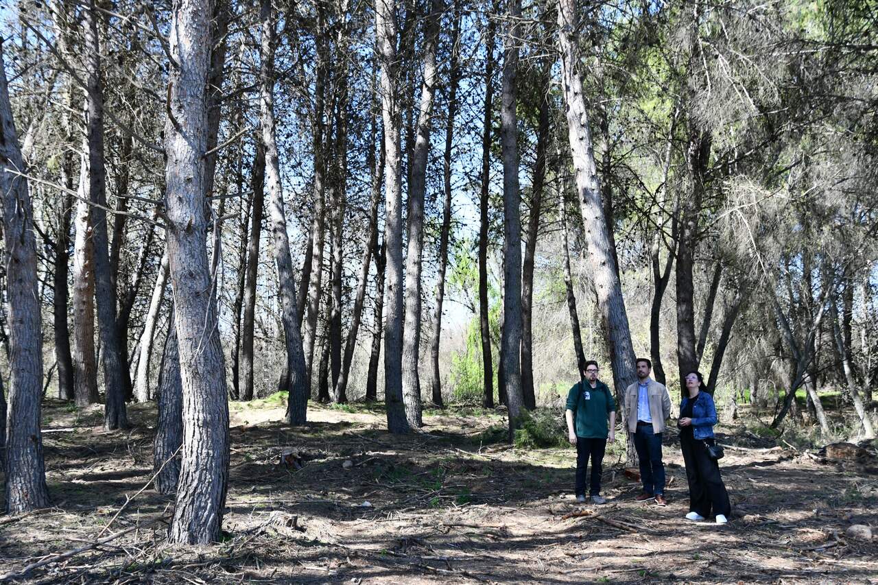 Visita del alcalde al pinar del paraje natural de Las Islillas Norte. AYUNTAMIENTO DE MEJORADA DEL CAMPO