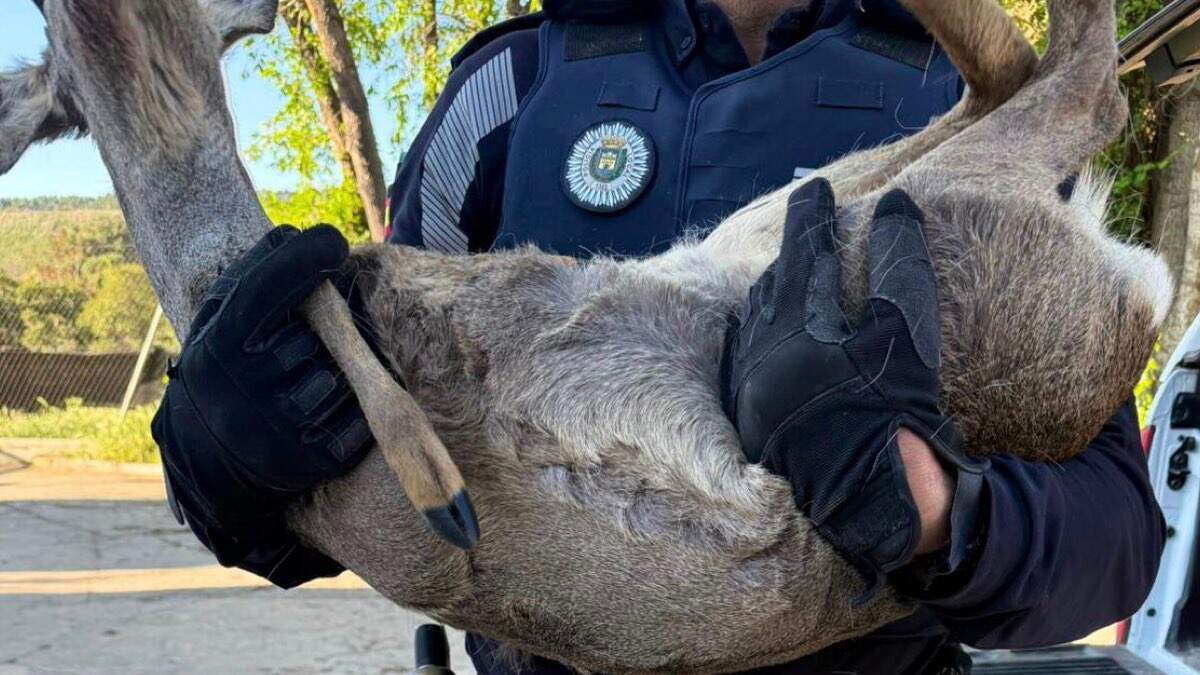 Agentes de la Policía Local trasladan al corzo herido para su atención. AYUNTAMIENTO DE ALCALÁ DE HENARES