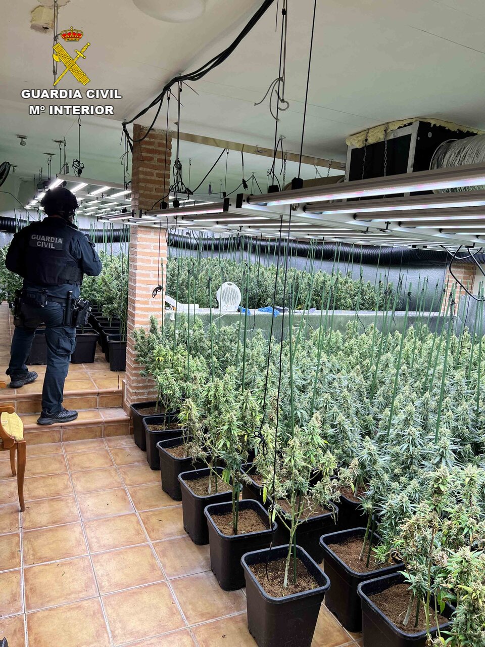 Plantación de marihuana desmantelada en Uceda. GUARDIA CIVIL