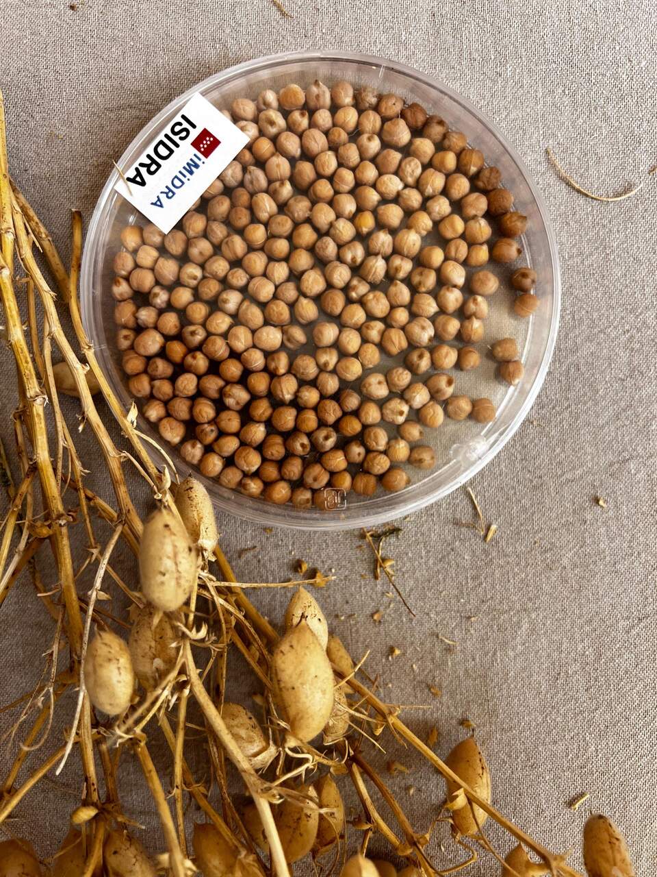 Isidra, la nueva variedad de garbanzo desarrollada por el IMIDRA. COMUNIDAD DE MADRID