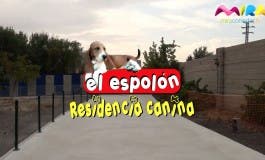 Tu perro como en casa