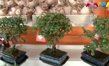 Video- El mundo del bonsai tiene su propia tienda en Torrejón