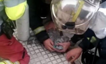 Salvan la vida de un perro tras un incendio en Torrejón