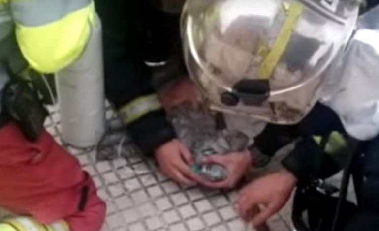 Salvan la vida de un perro tras un incendio en Torrejón