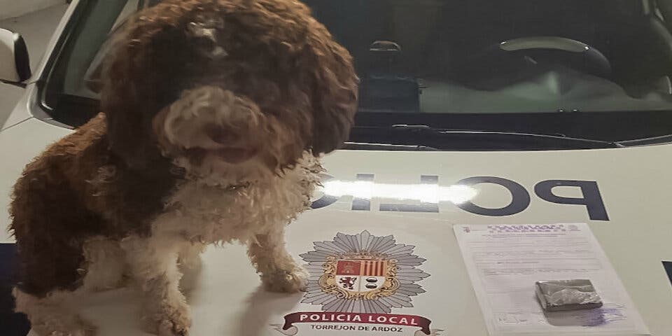 Detenido en Torrejón con 100 gramos de hachís gracias a este perro policía