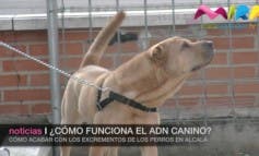 Video- Alcalá podría implantar el ADN canino ¿Cómo funciona?