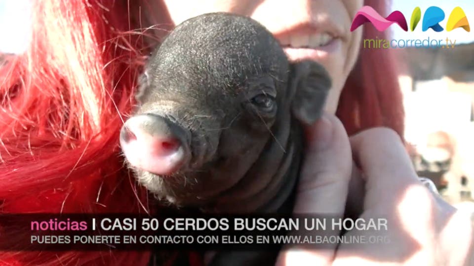 Encuentran hogar 10 de los 50 cerdos abandonados en Paracuellos