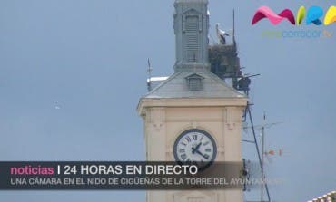 Video- Las cigüeñas de Alcalá 24 horas en directo