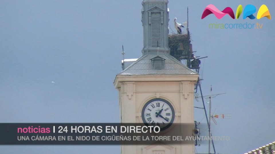 Video- Las cigüeñas de Alcalá 24 horas en directo